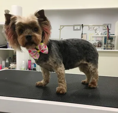 BLACK DOG Salon Pielęgnacji Zwierząt